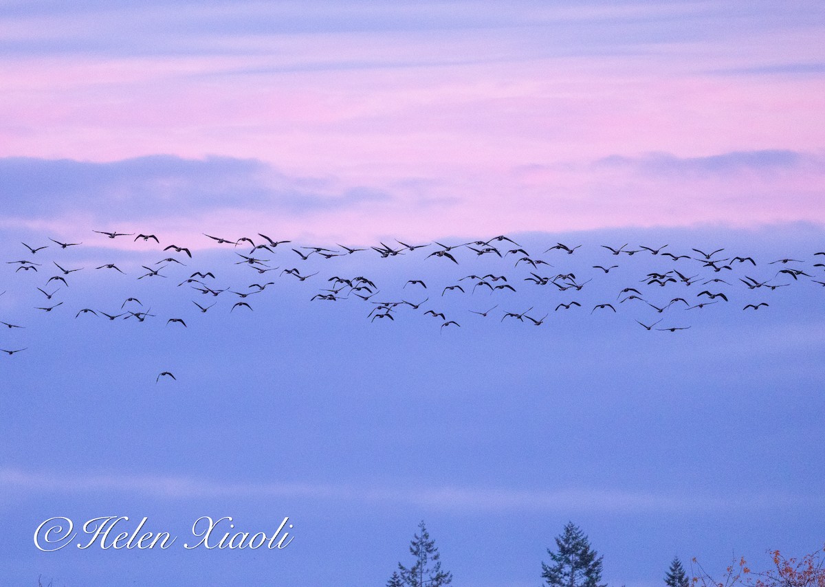 小加拿大雁 - ML645535070