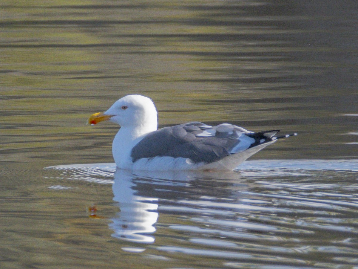 アメリカオオセグロカモメ - ML645535077