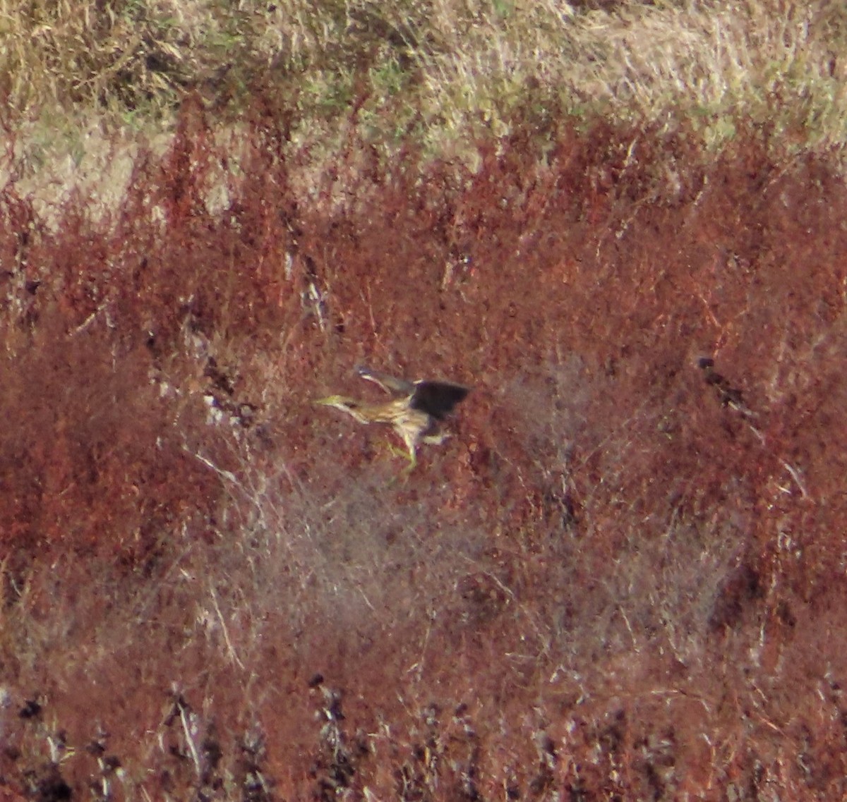 Бугай американський - ML645535078