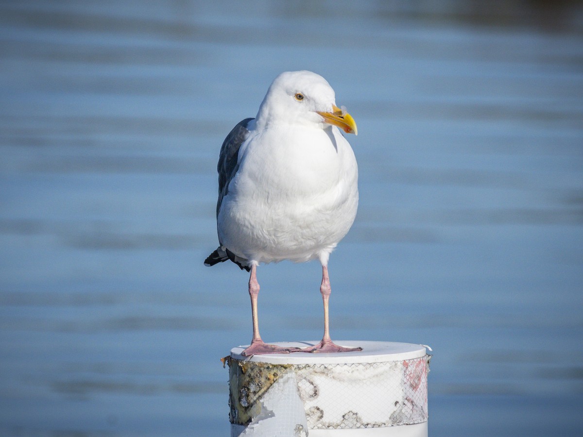 アメリカオオセグロカモメ - ML645535079