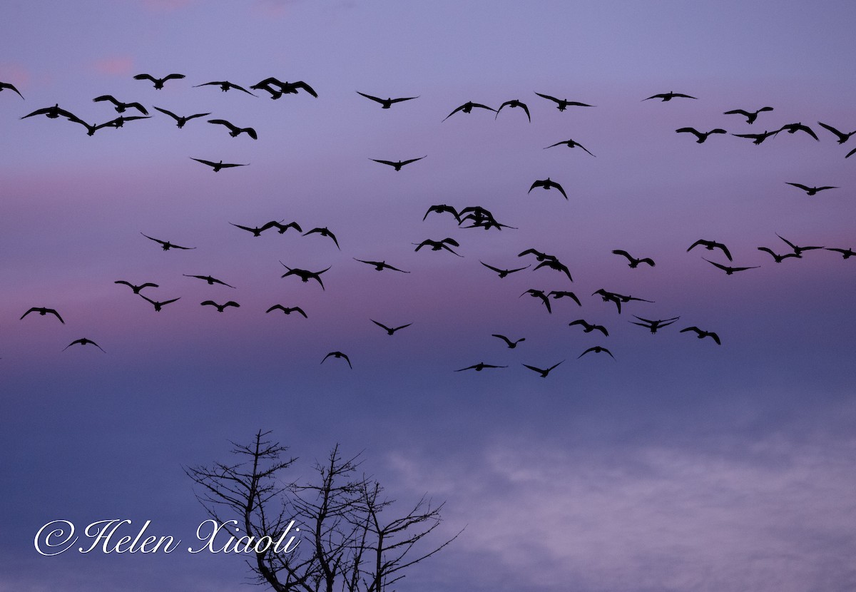 小加拿大雁 - ML645535080