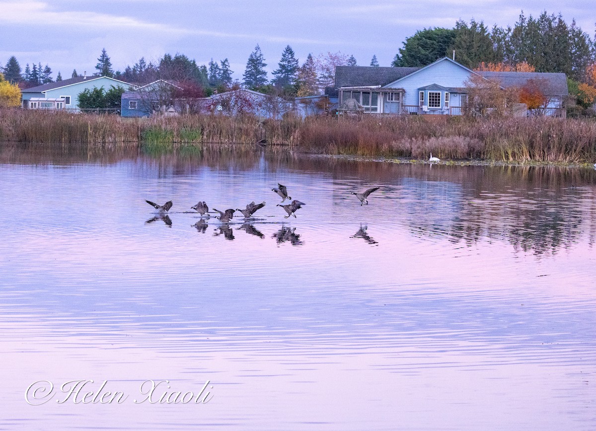 小加拿大雁 - ML645535084