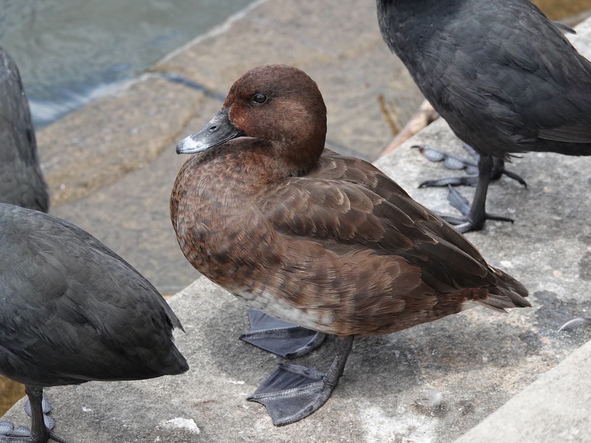 Hardhead - ML645535085