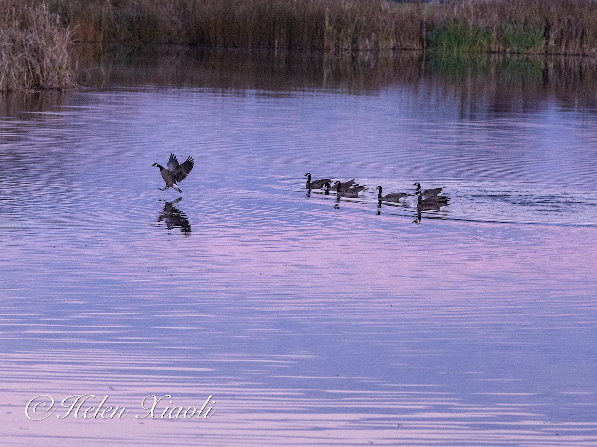 小加拿大雁 - ML645535089