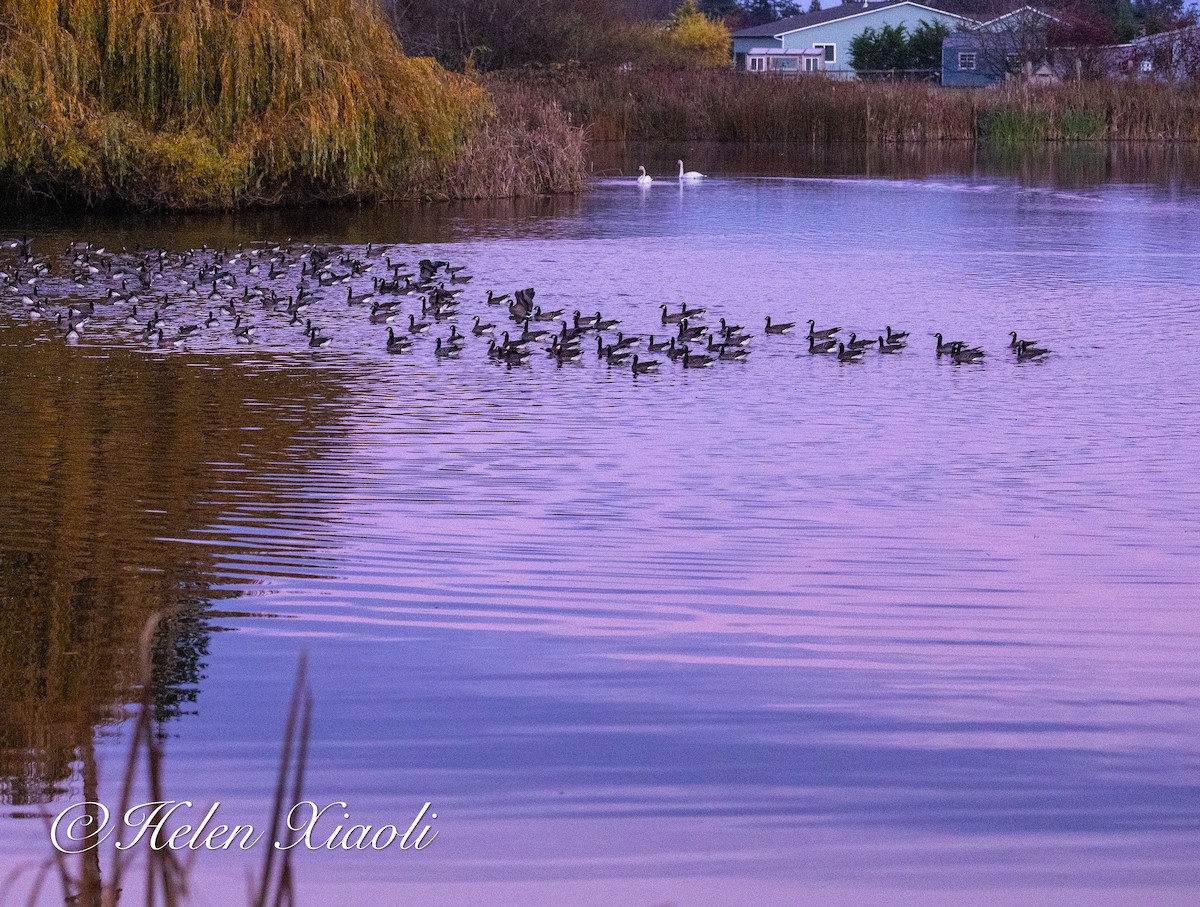 小加拿大雁 - ML645535094