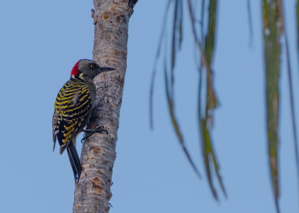 datel hispaniolský - ML645535095