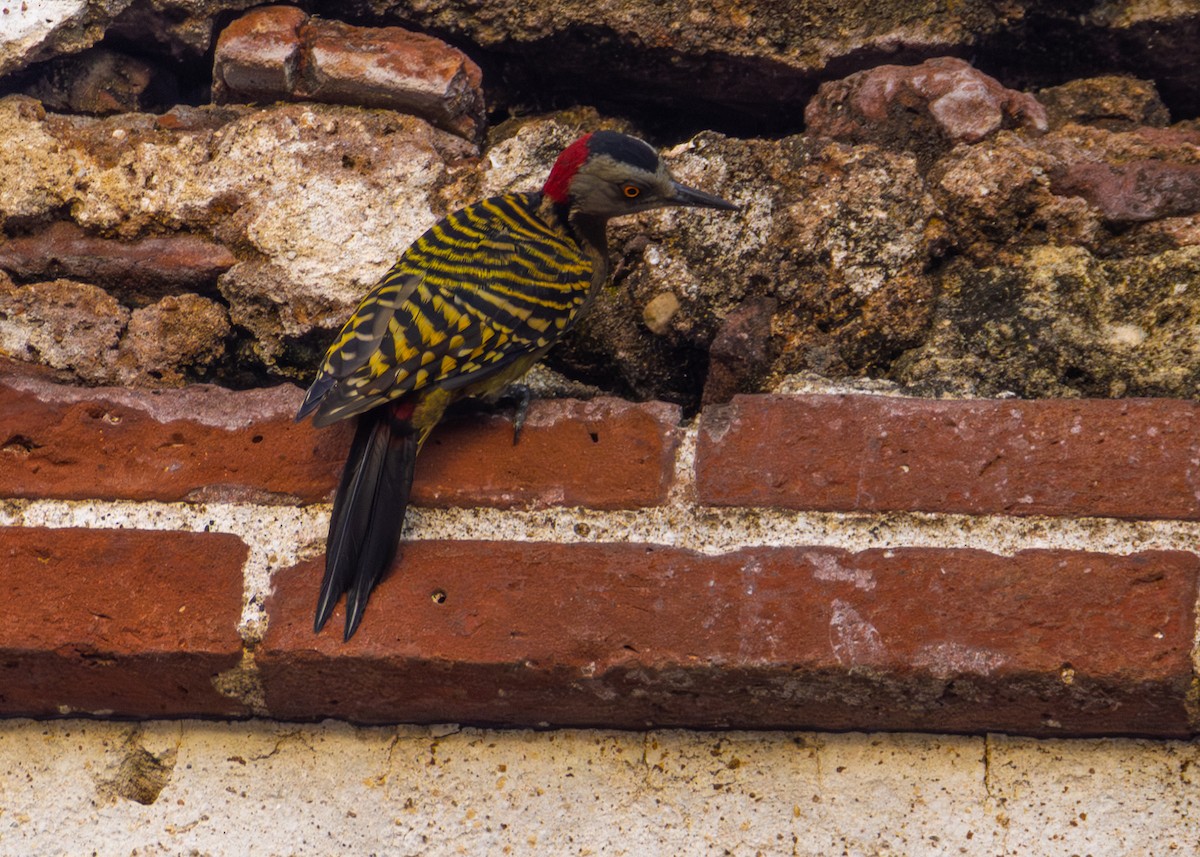 datel hispaniolský - ML645535096