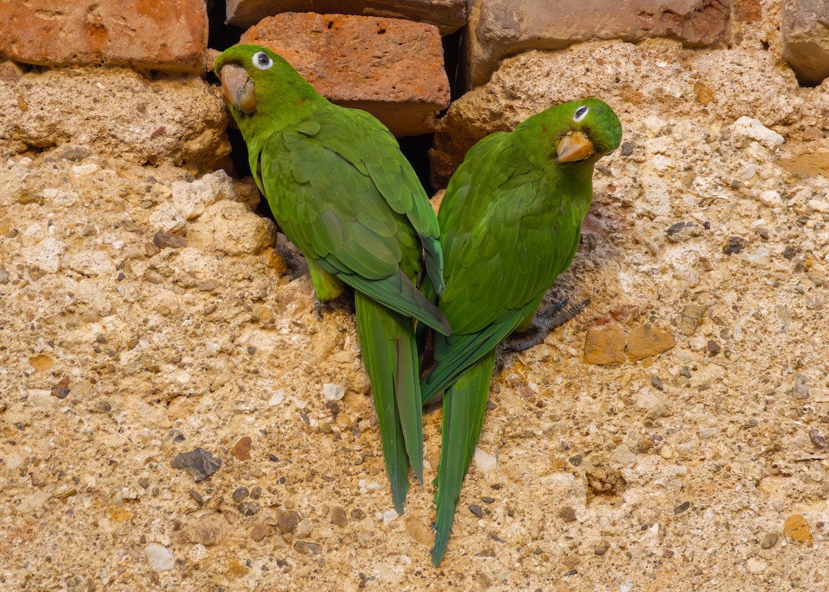 aratinga hispaniolský - ML645535100