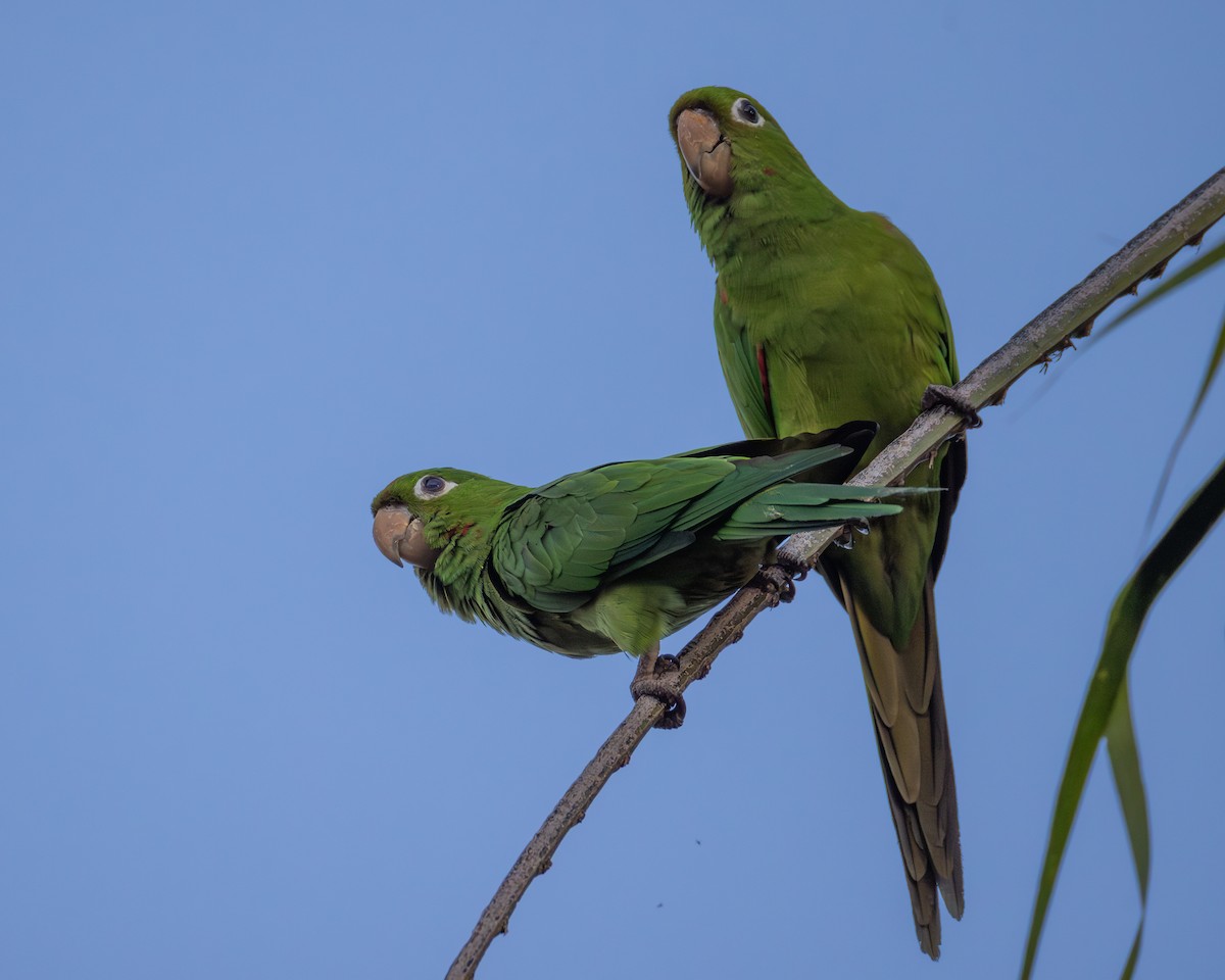 aratinga hispaniolský - ML645535101