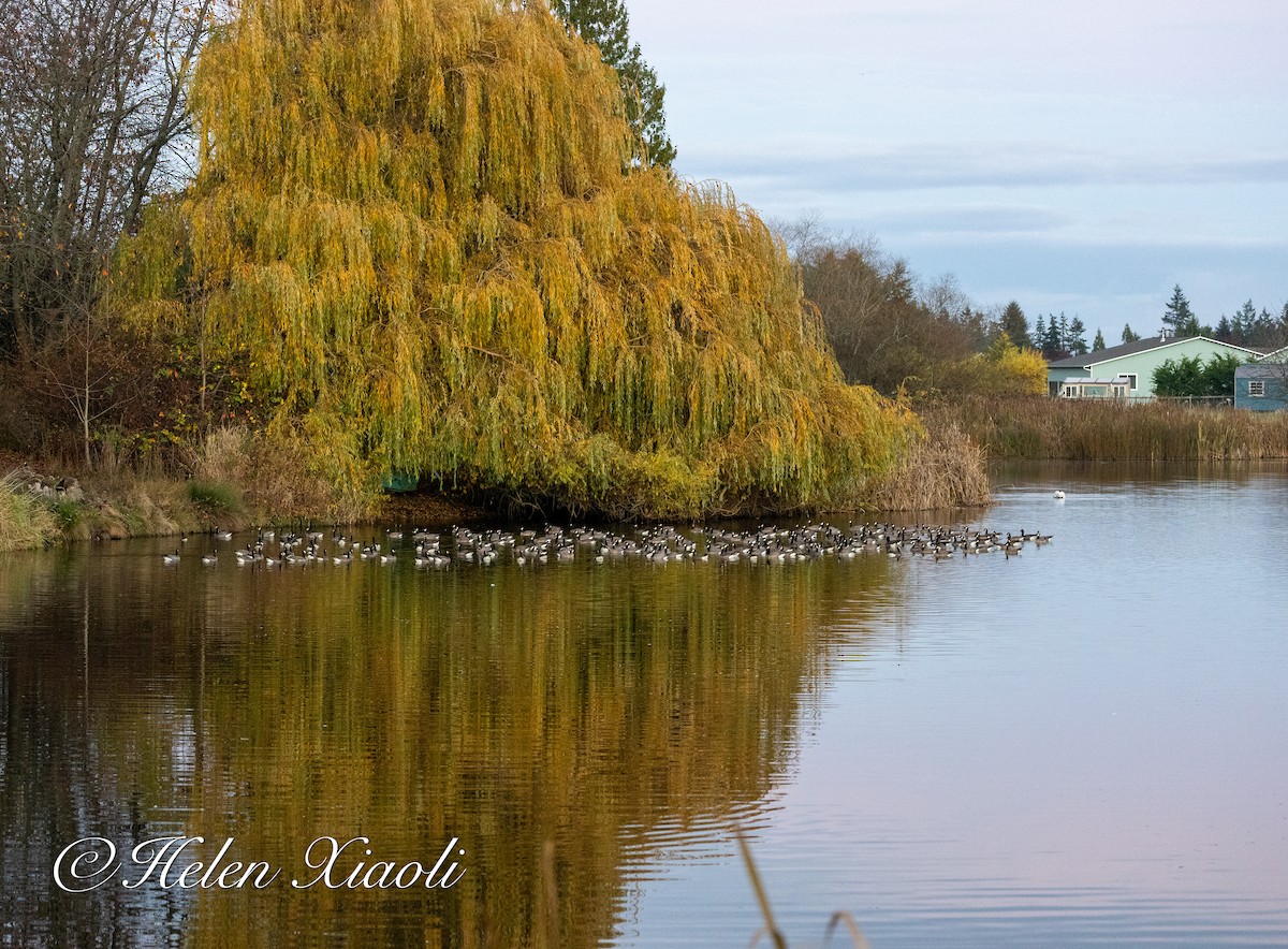 小加拿大雁 - ML645535102