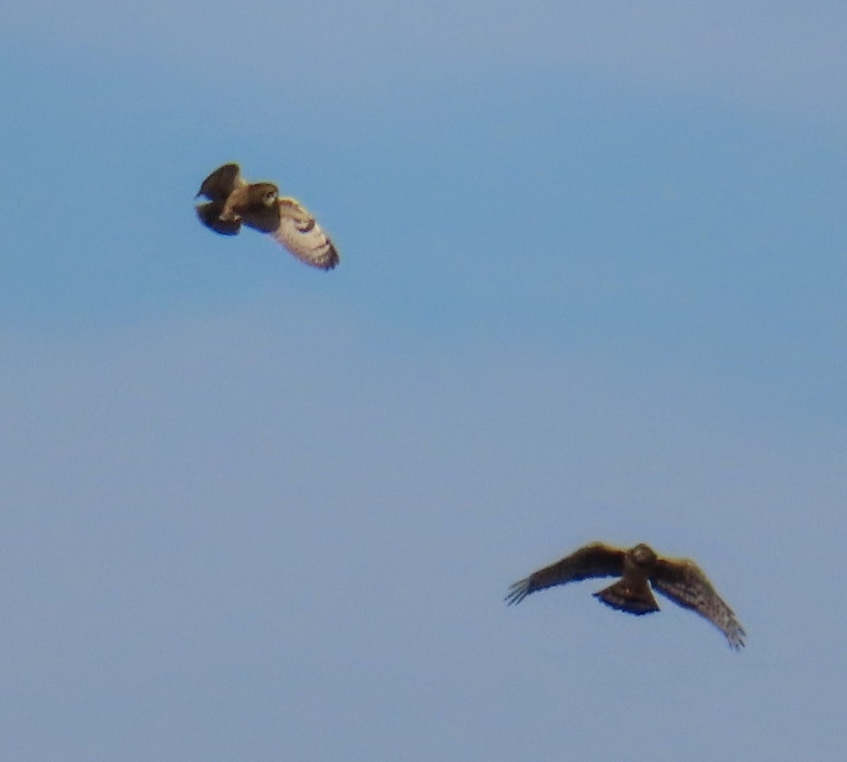 Short-eared Owl - ML645535122