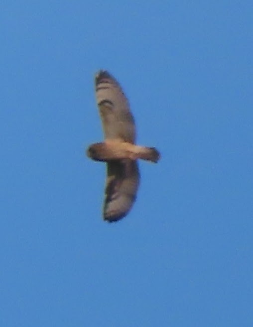 Short-eared Owl - ML645535124