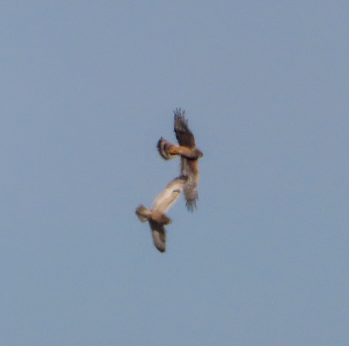 Short-eared Owl - ML645535126