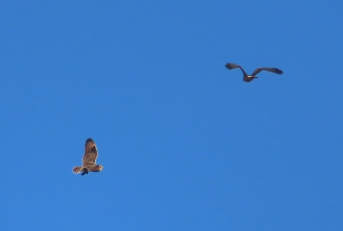 Short-eared Owl - ML645535127