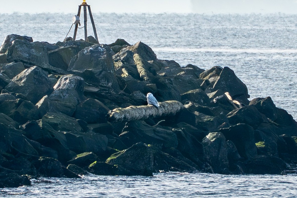 Snowy Owl - ML645535128