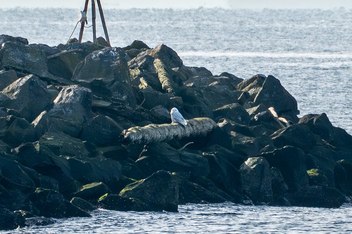 Snowy Owl - ML645535133