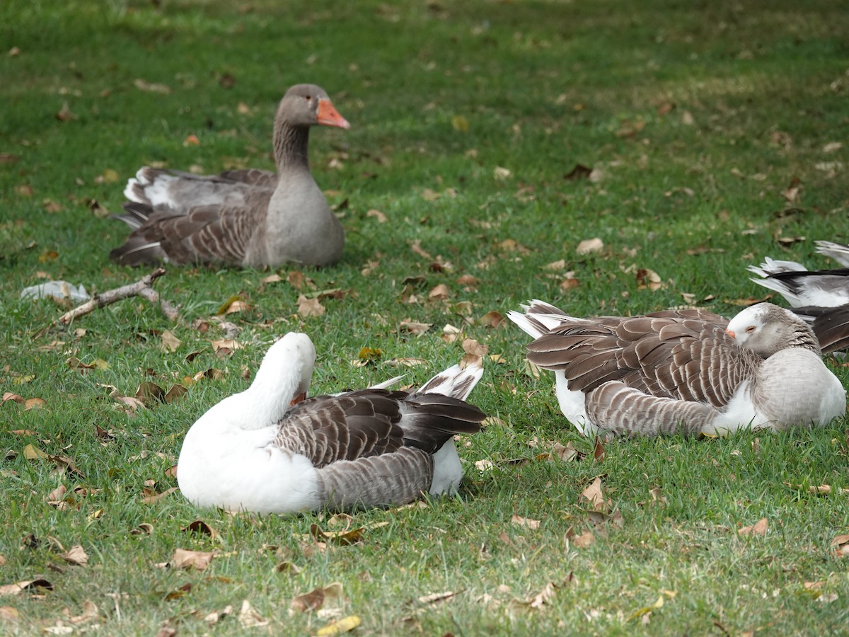 Гуска сіра (свійська) - ML645535143