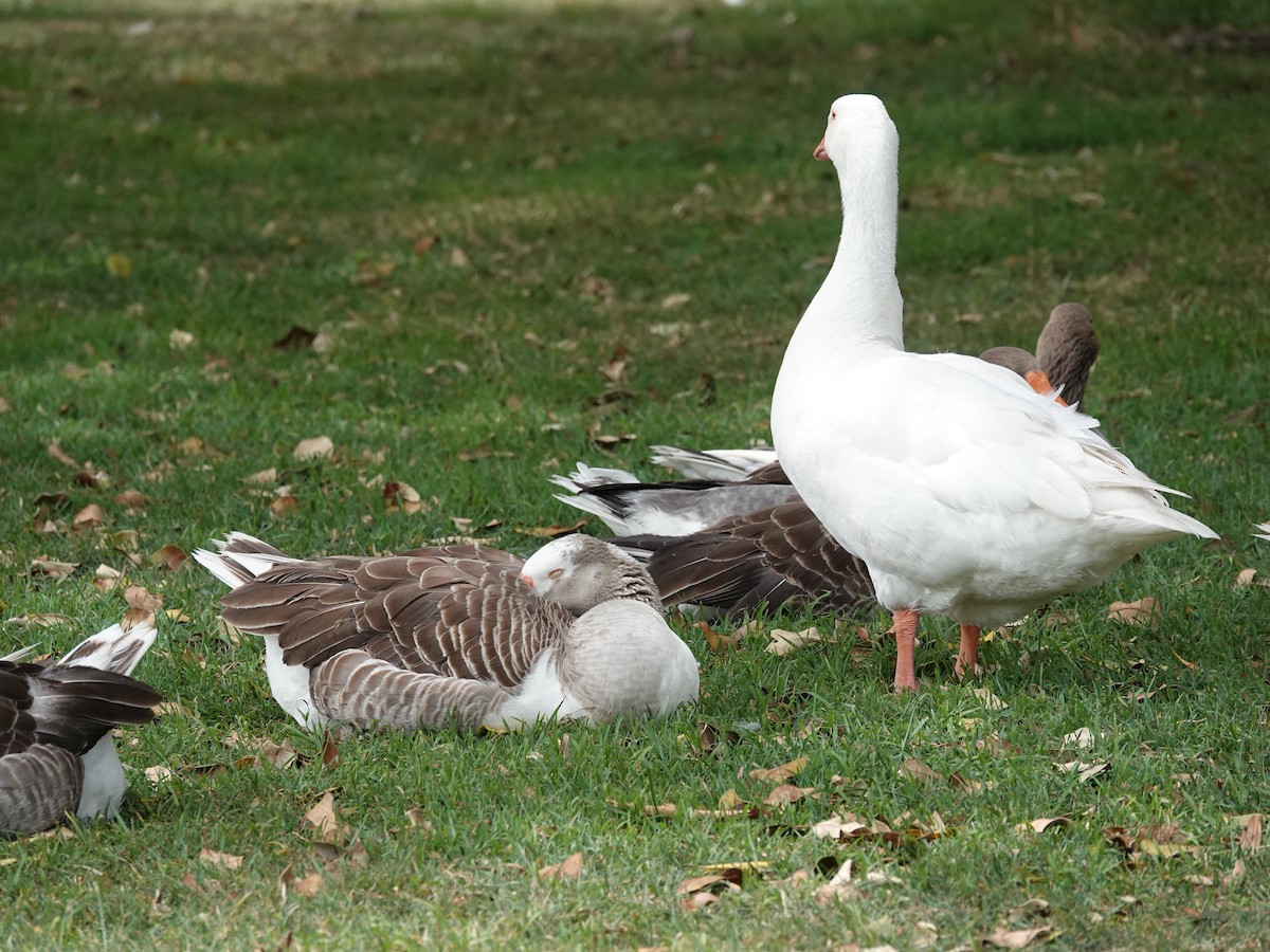 Гуска сіра (свійська) - ML645535145