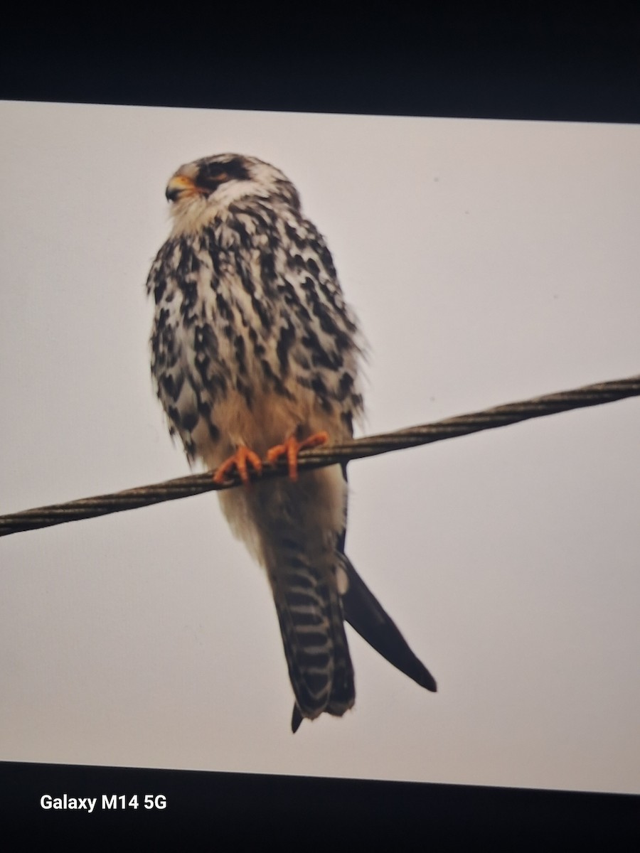 בז אמור - ML645535147