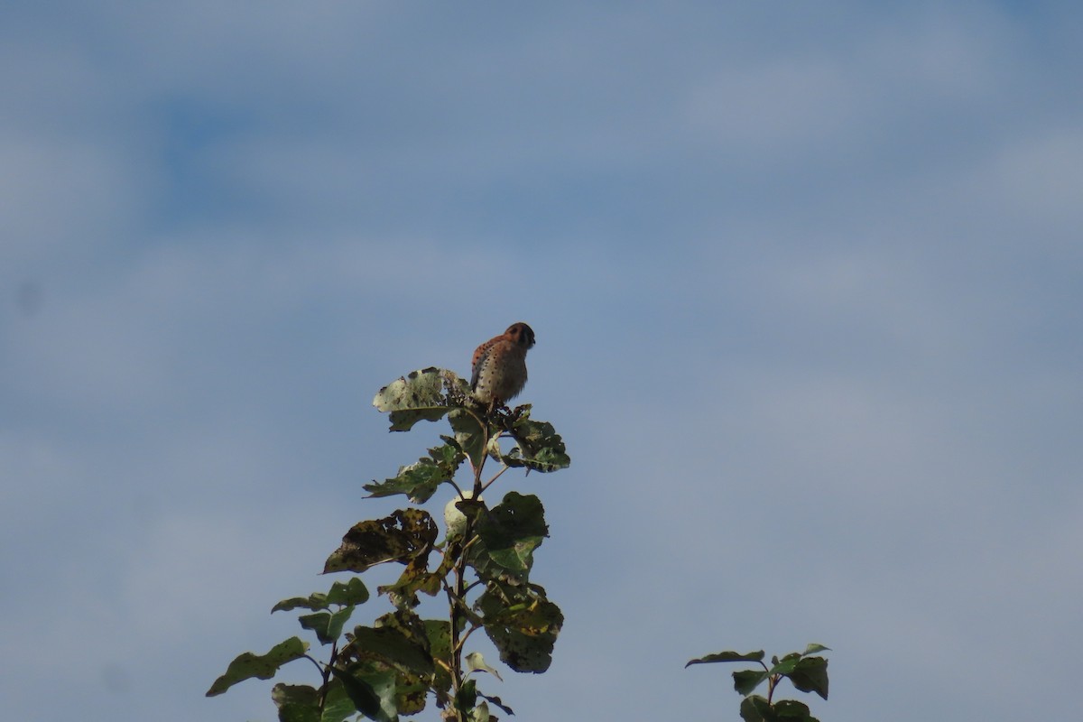 American Kestrel - ML645535148