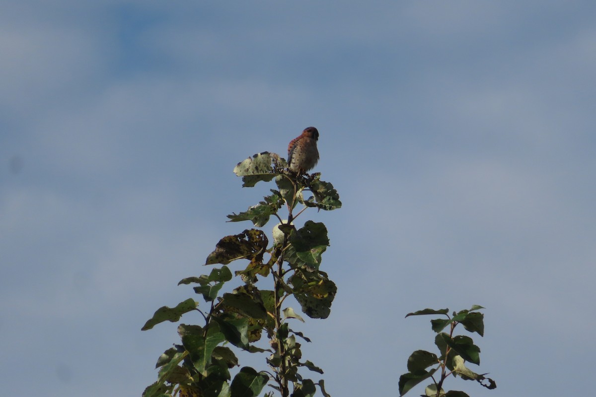 American Kestrel - ML645535149