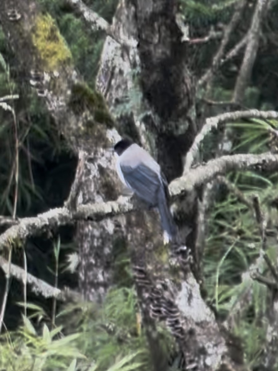 Kara Başlı Sibya - ML645535161