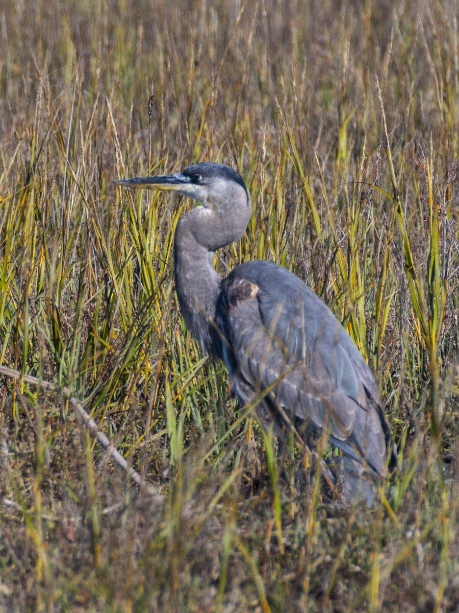 Great Blue Heron - ML645535163