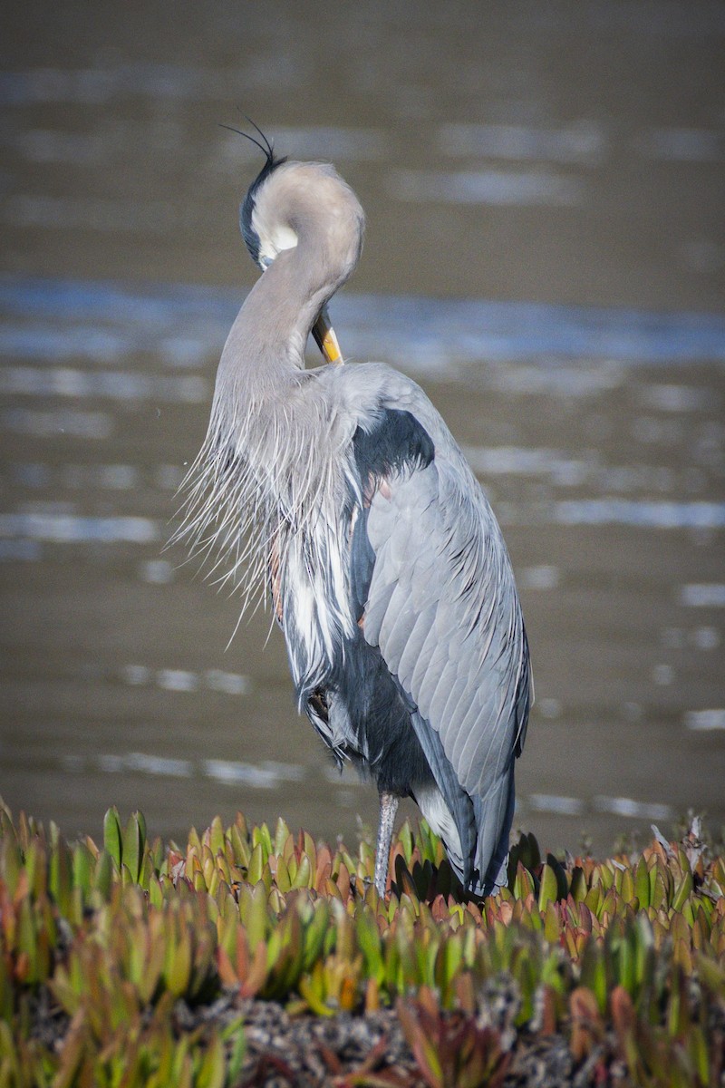 Great Blue Heron - ML645535164