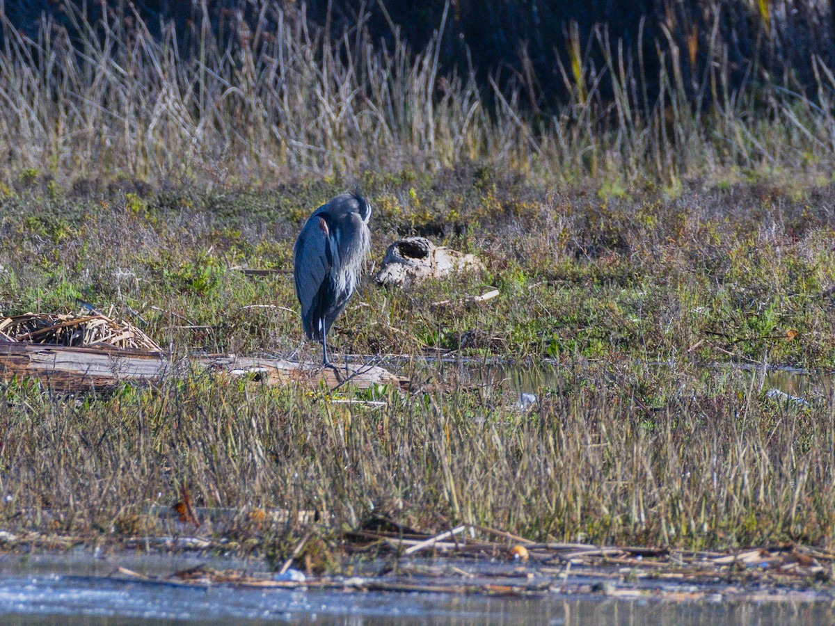Great Blue Heron - ML645535165