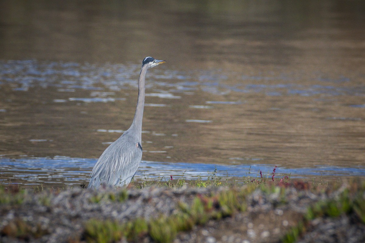 Great Blue Heron - ML645535166