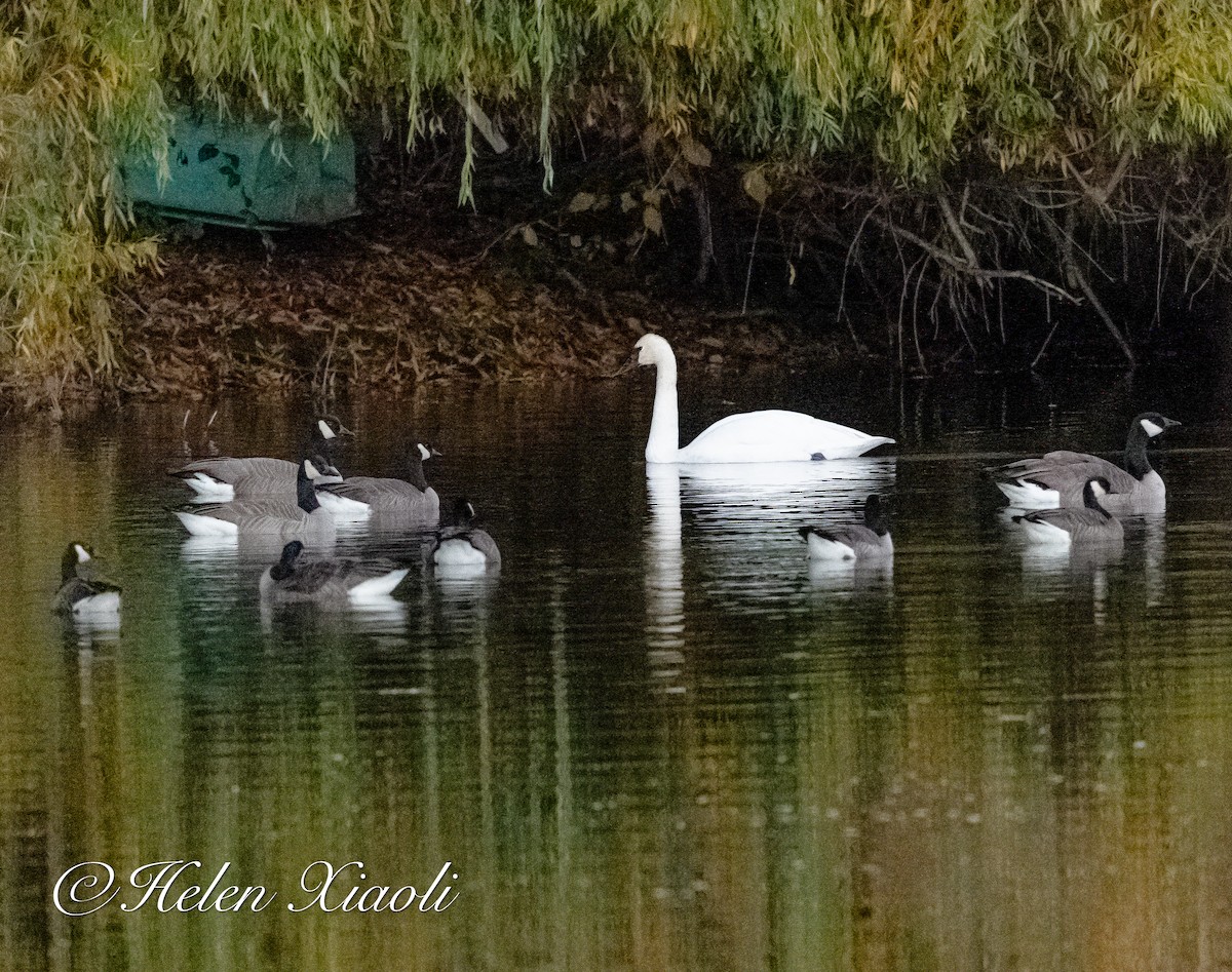 小加拿大雁 - ML645535167