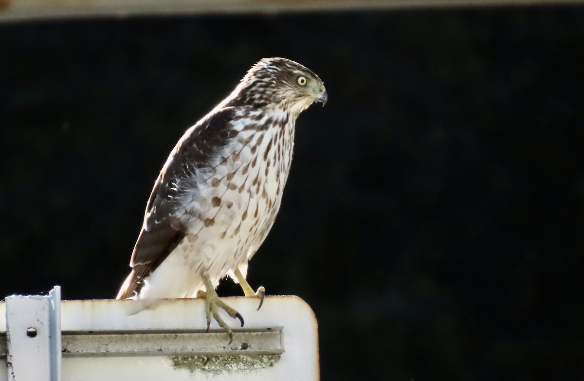 Cooper's Hawk - ML645535170