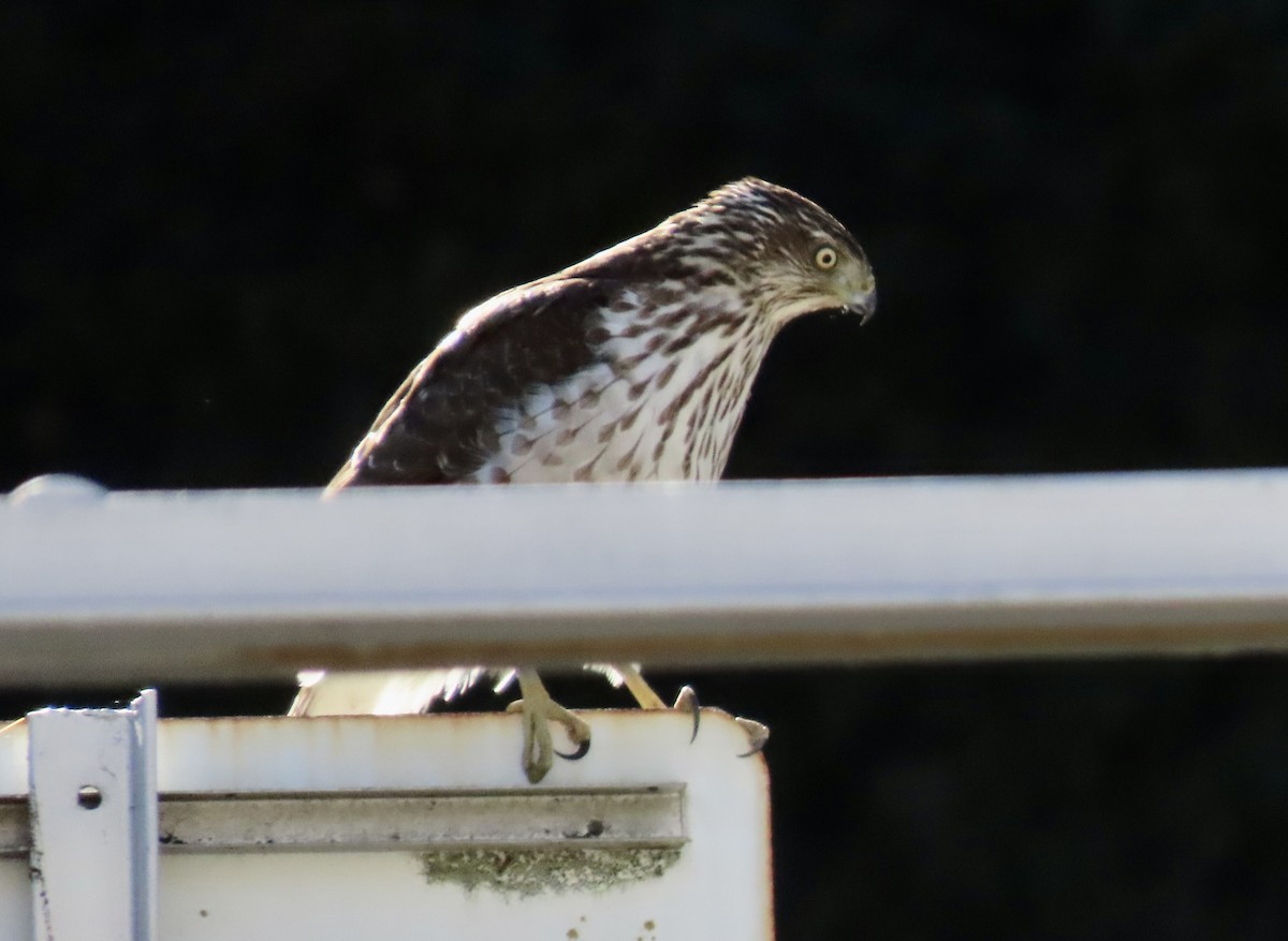 Cooper's Hawk - ML645535173