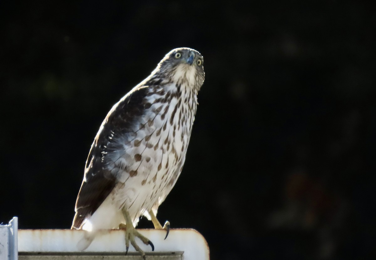 Cooper's Hawk - ML645535177