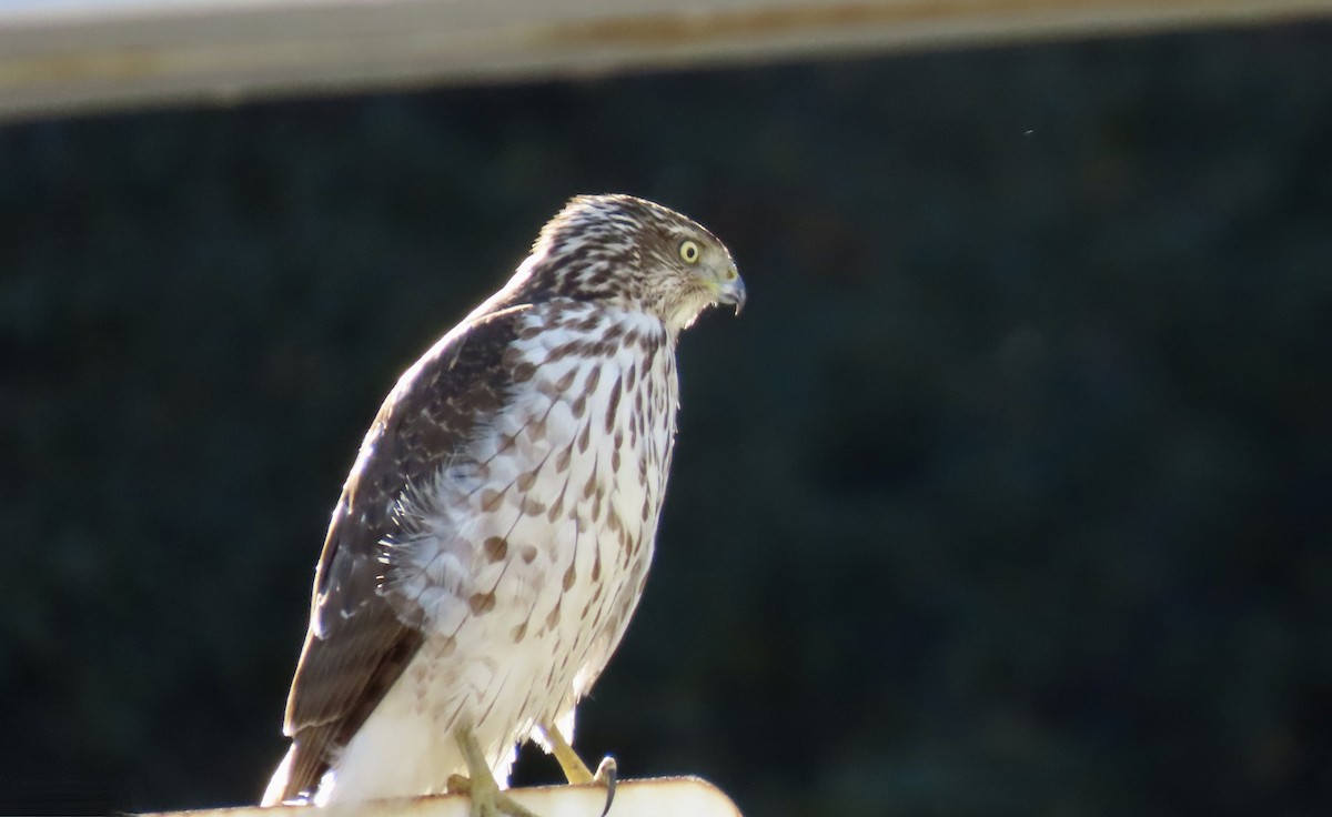Cooper's Hawk - ML645535178