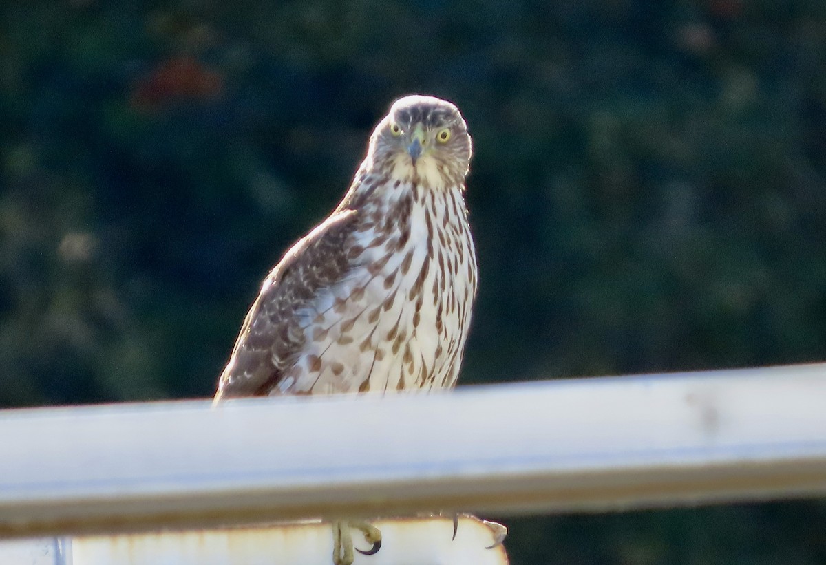 Cooper's Hawk - ML645535179