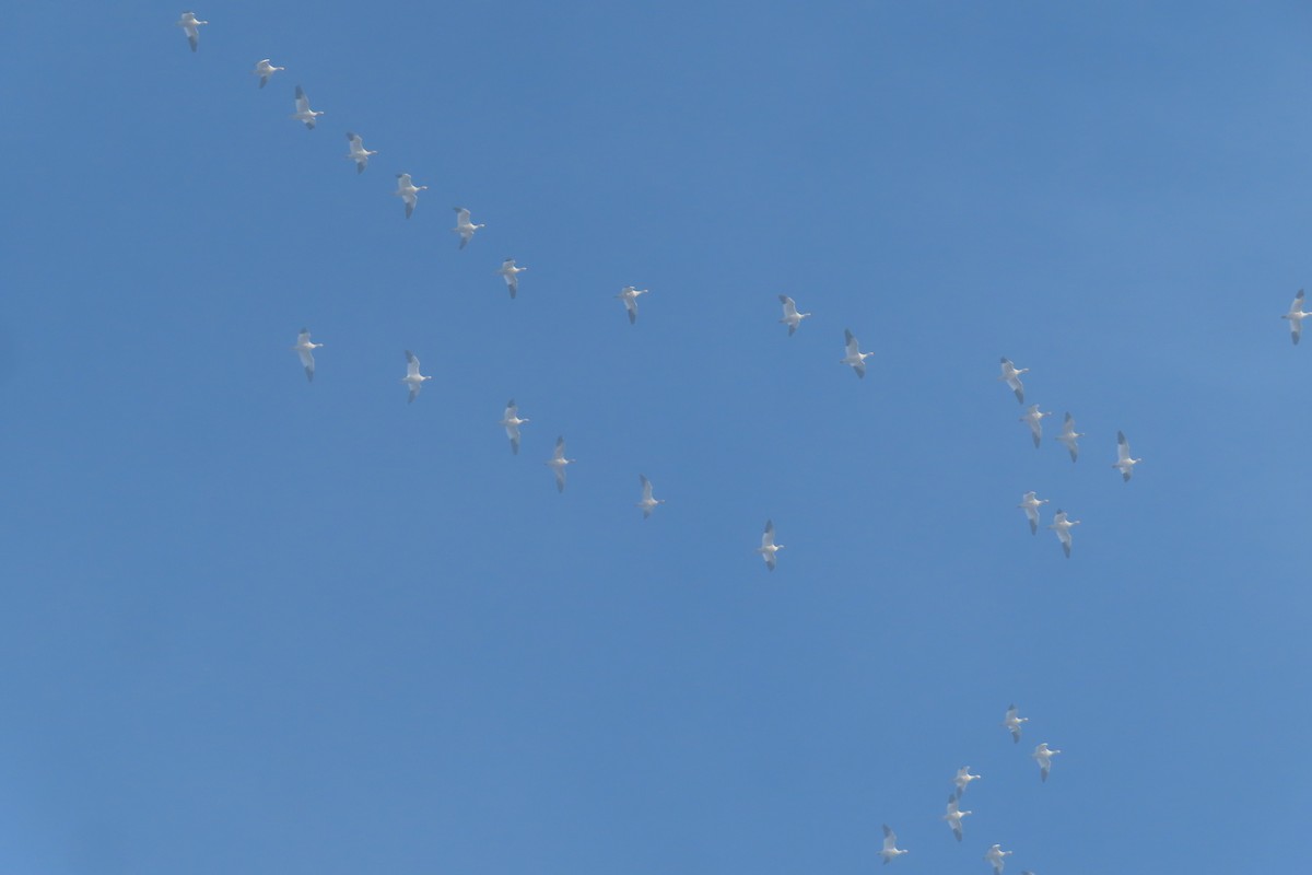 Snow Goose - ML645535187