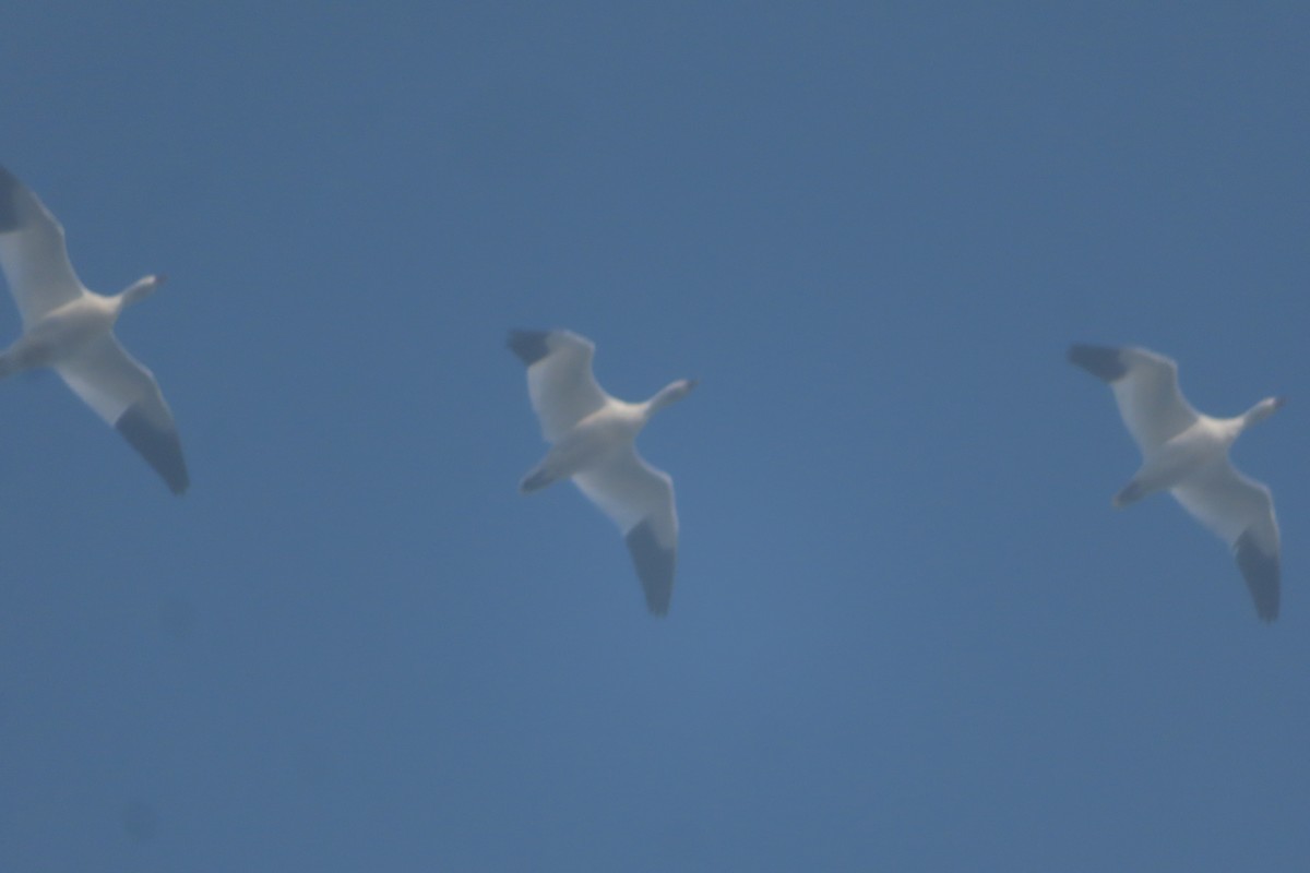 Snow Goose - ML645535188