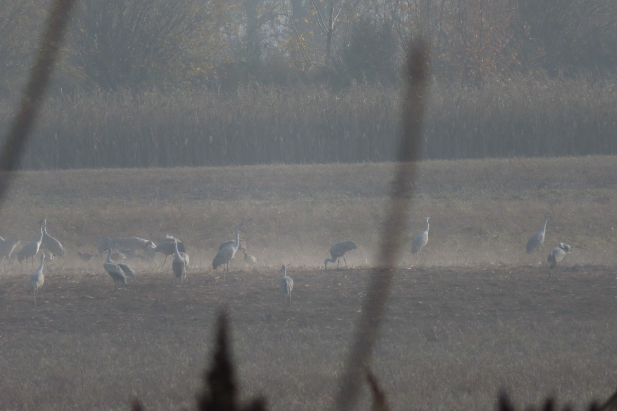 Sandhill Crane - ML645535192