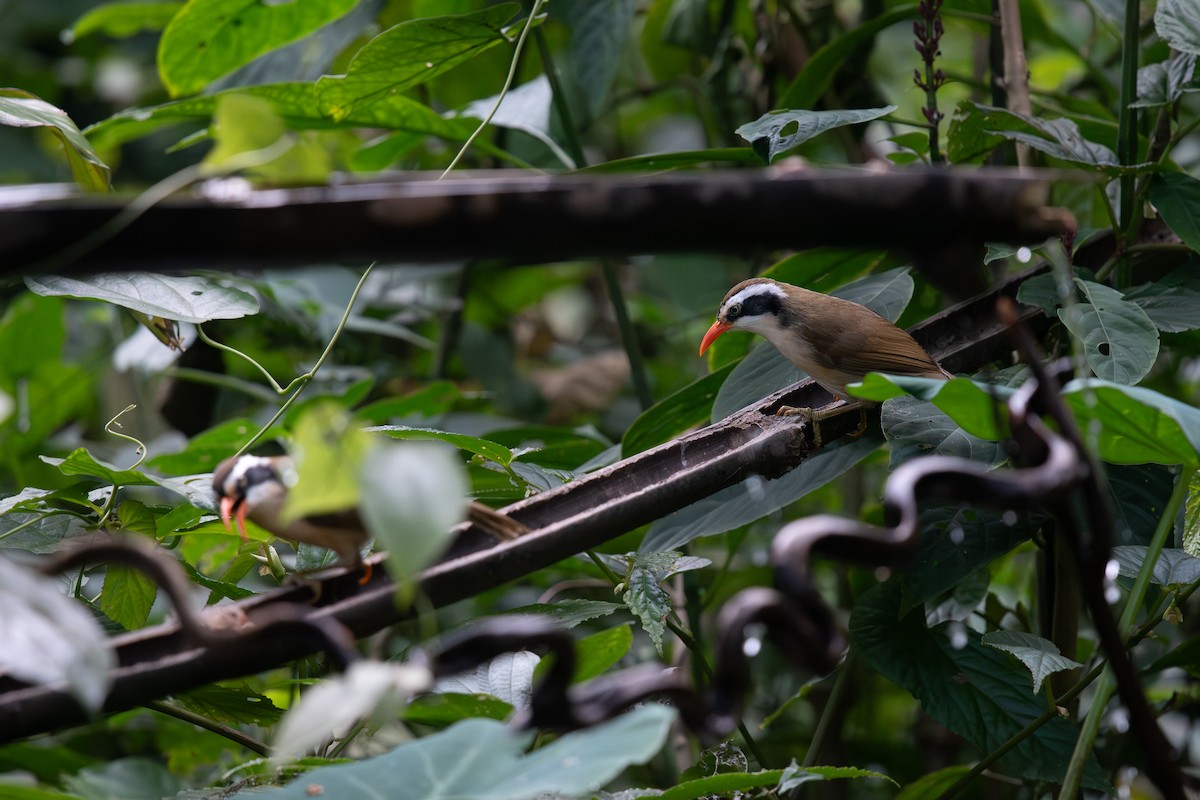 Cimitarra Coroniparda - ML645535200