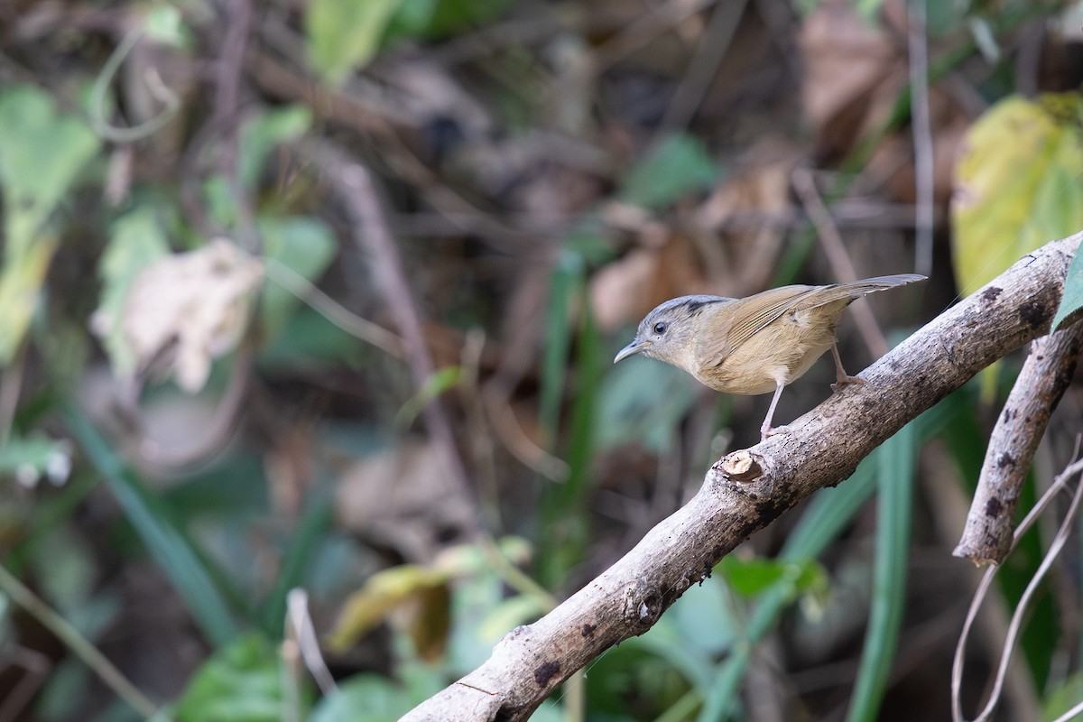 Graukopf-Zweigdrossling - ML645535209