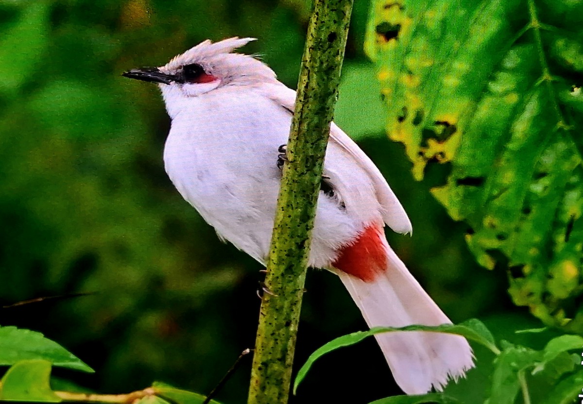בולבול אדום-שפם - ML645535211
