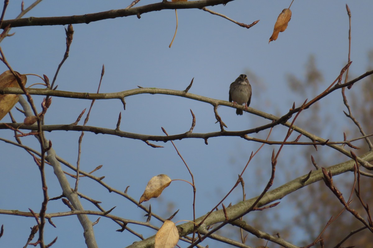 White-throated Sparrow - ML645535212
