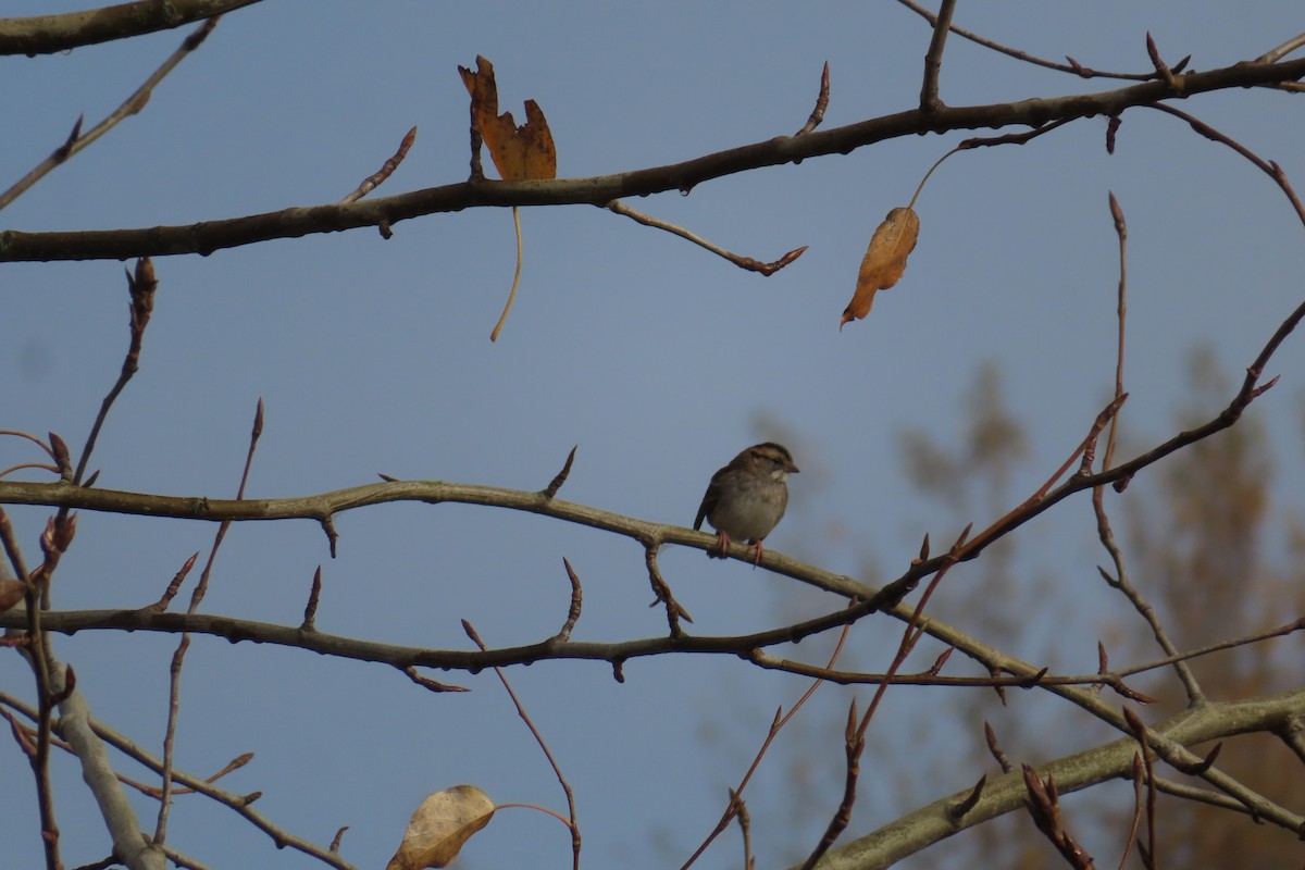 White-throated Sparrow - ML645535213