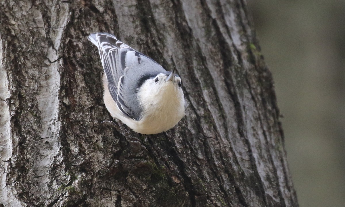 Повзик каролінський - ML645535220