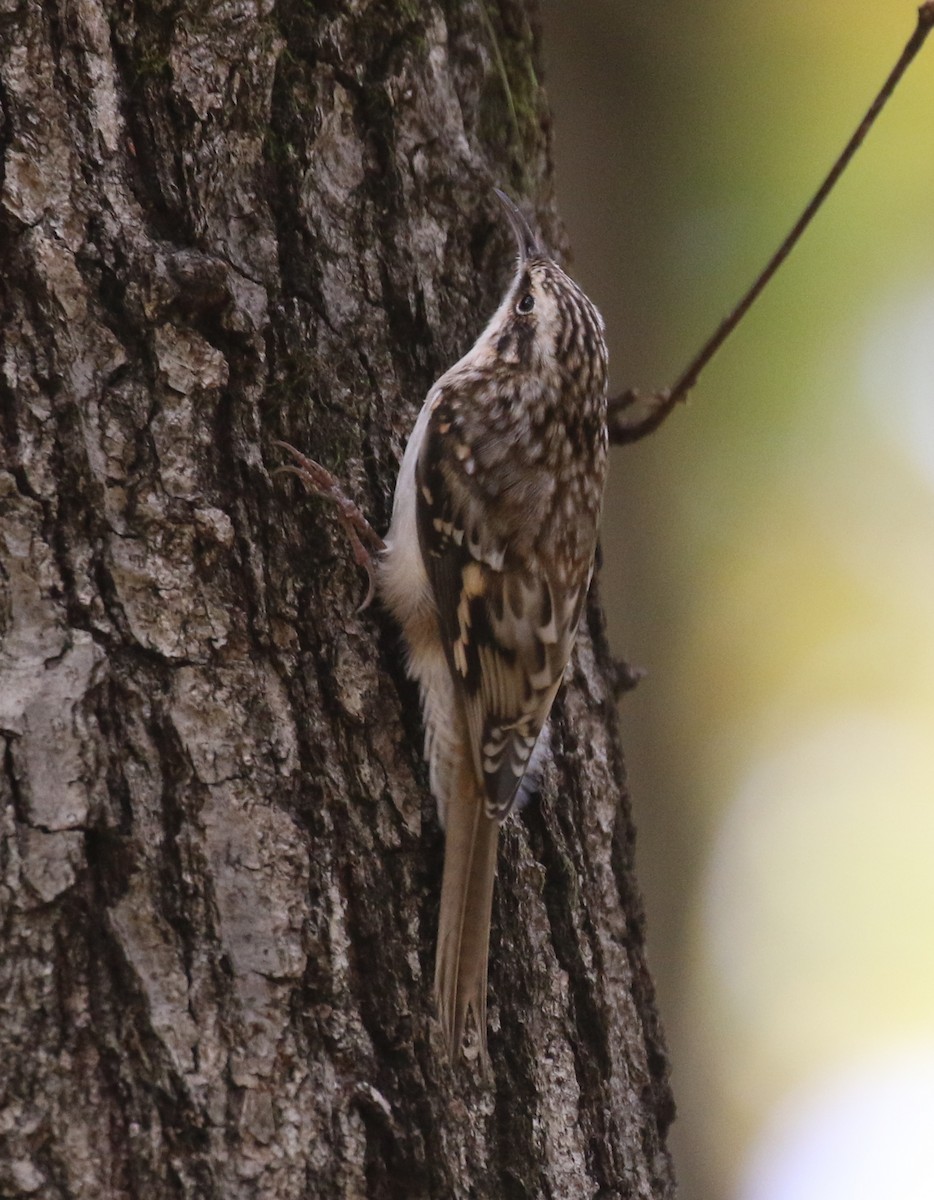 Підкоришник американський - ML645535221