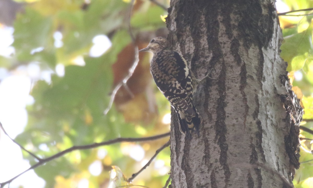 Дятел-смоктун жовточеревий - ML645535222