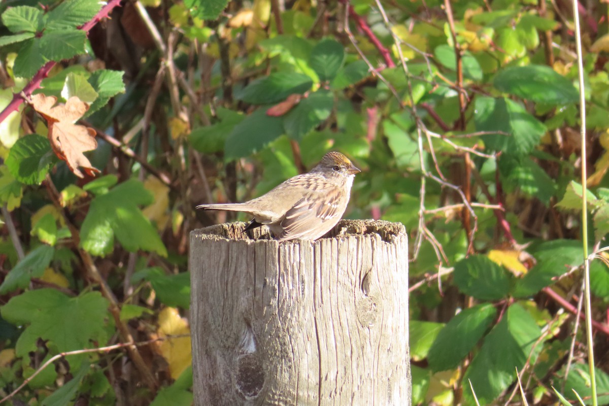 Golden-crowned Sparrow - ML645535226