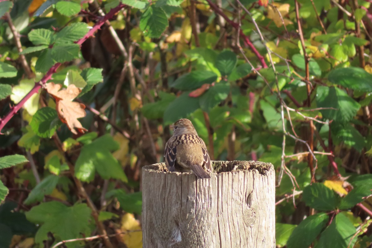 Golden-crowned Sparrow - ML645535227