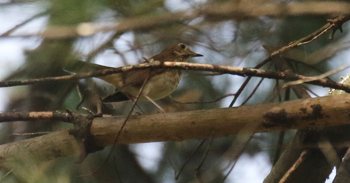 Дрізд-короткодзьоб плямистоволий - ML645535228